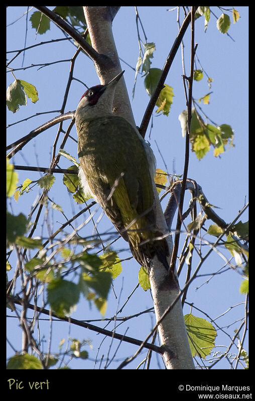 Pic vert mâle adulte, identification