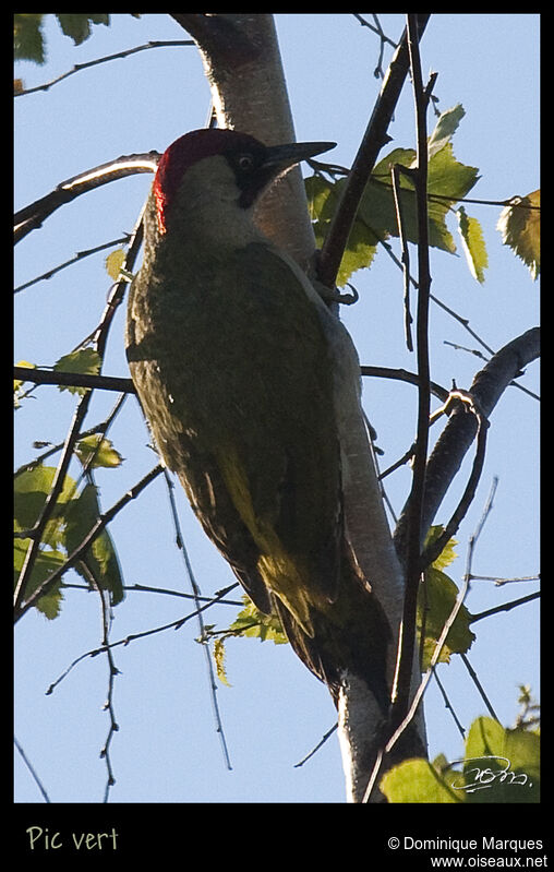 European Green Woodpecker male adult, identification