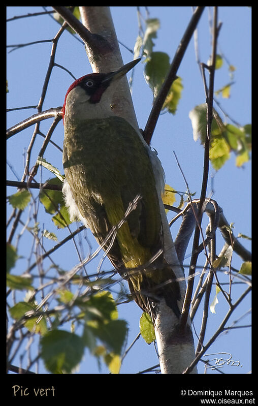 Pic vert mâle adulte, identification