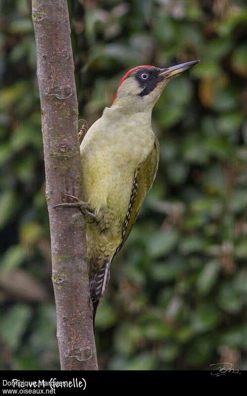 Pic vert femelle adulte nuptial, identification