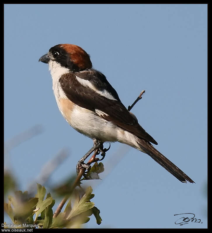 Pie-grièche à tête rousse mâle adulte, identification