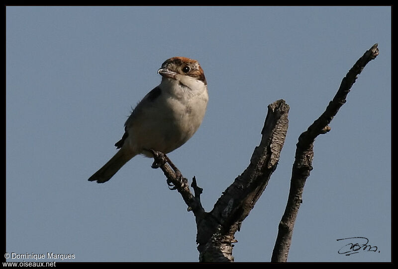 Woodchat Shrike female adult