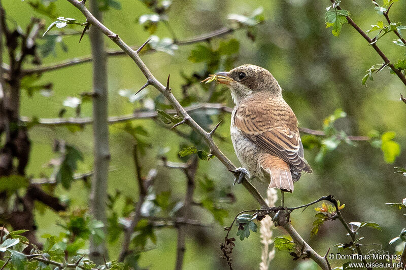 Pie-grièche écorcheur mâle juvénile, identification, mange