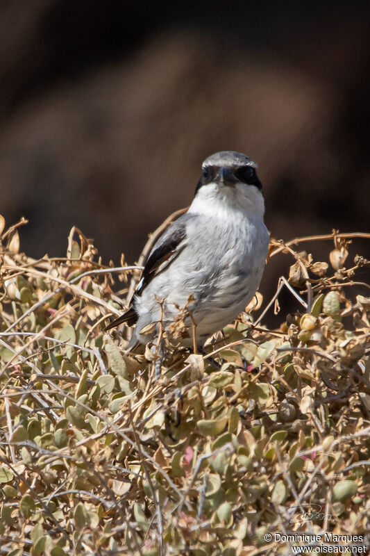 Great Grey Shrikeadult