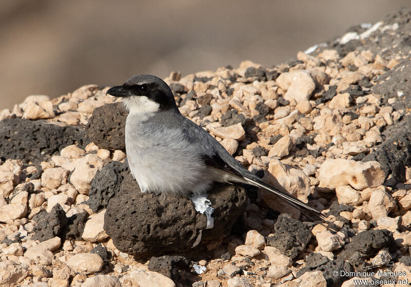 Great Grey Shrike