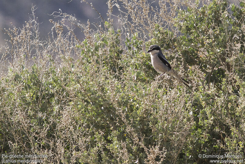 Pie-grièche méridionaleadulte, identification