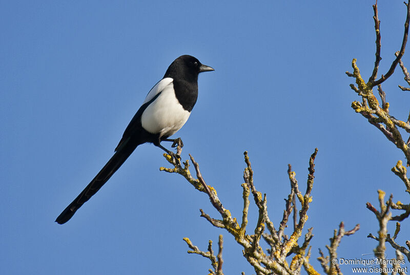 Eurasian Magpieadult, identification