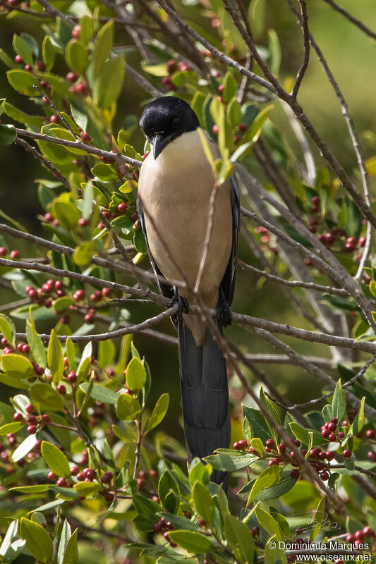 Iberian Magpieadult, close-up portrait