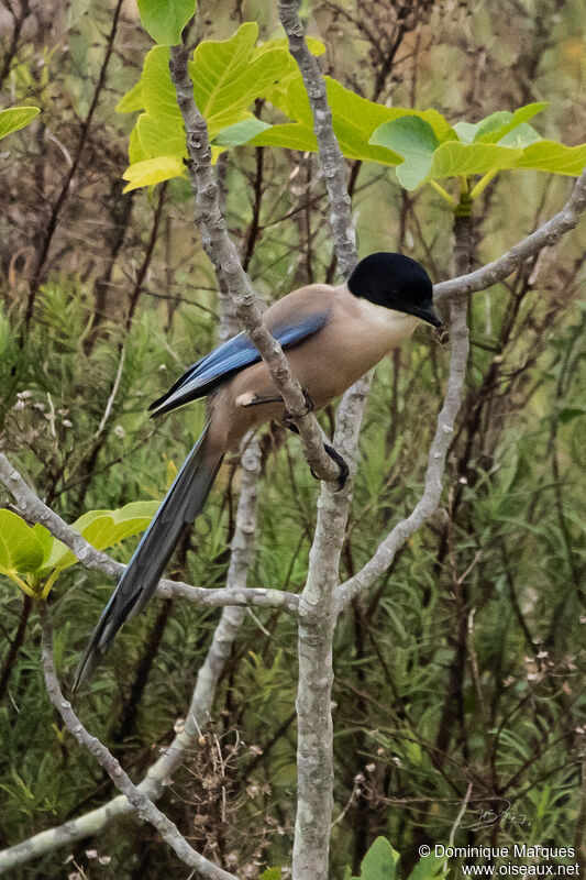 Pie ibériqueadulte, identification