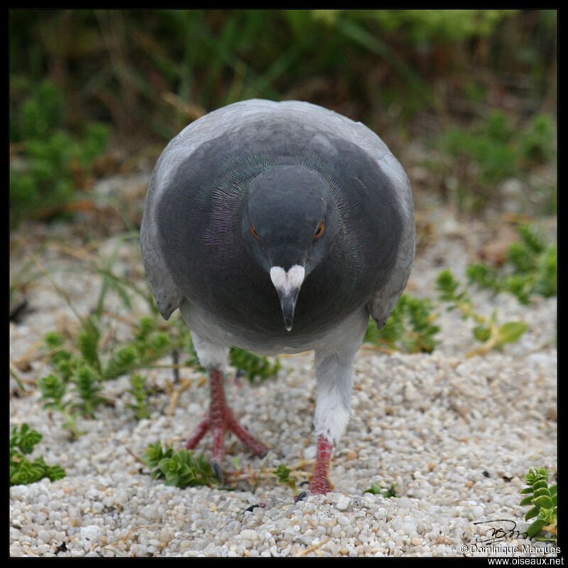 Pigeon bisetadulte, portrait, Comportement