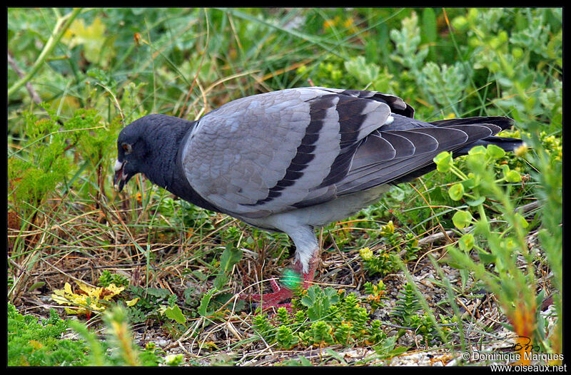 Rock Doveadult, identification