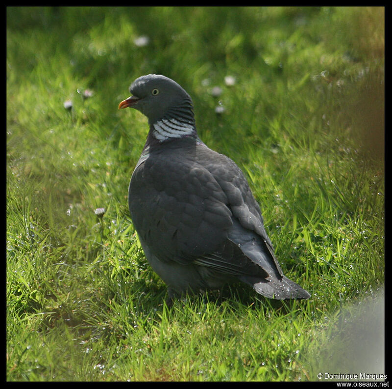 Pigeon ramieradulte, identification