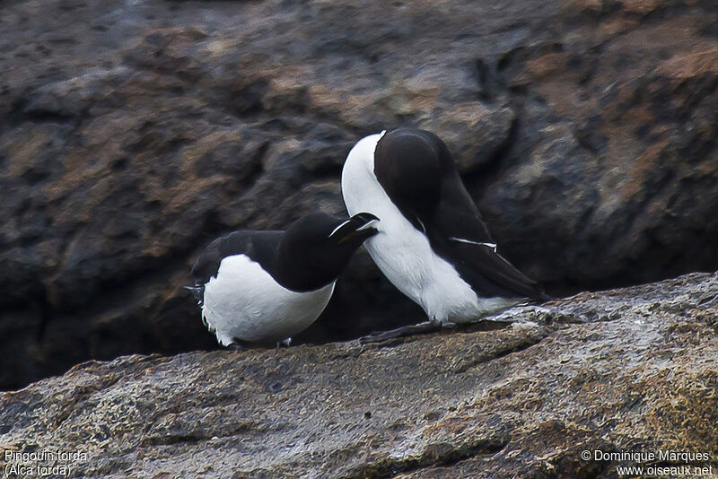 Razorbilladult, courting display, Behaviour