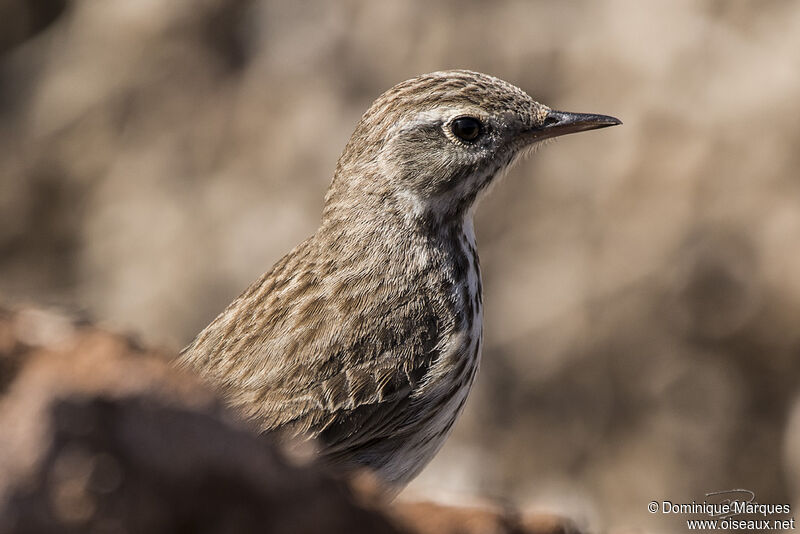 Berthelot's Pipitadult, close-up portrait