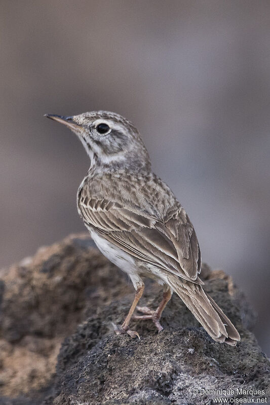 Berthelot's Pipitadult breeding, identification