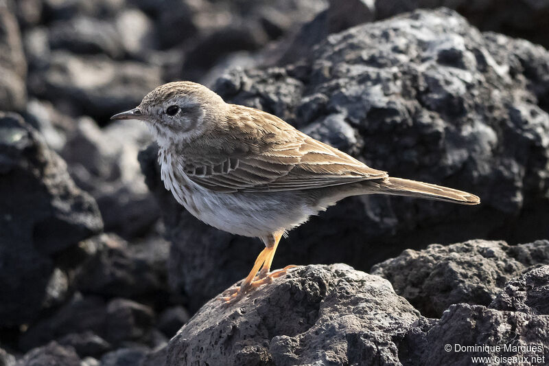 Pipit de Berthelotadulte, identification