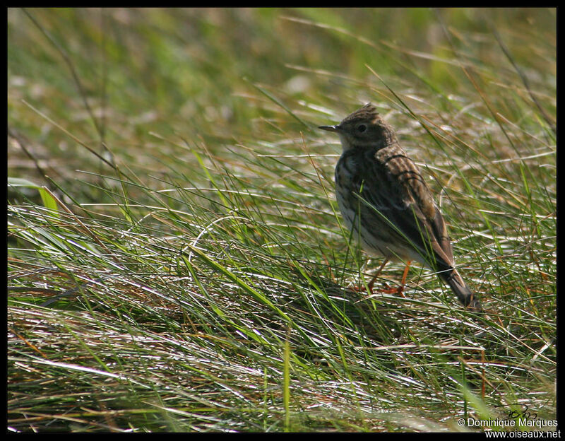 Meadow Pipitadult