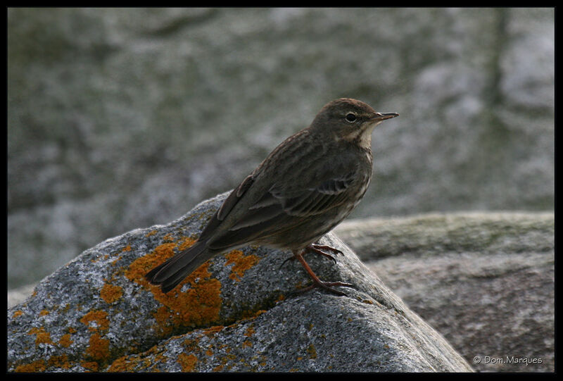 Pipit maritimeadulte, identification