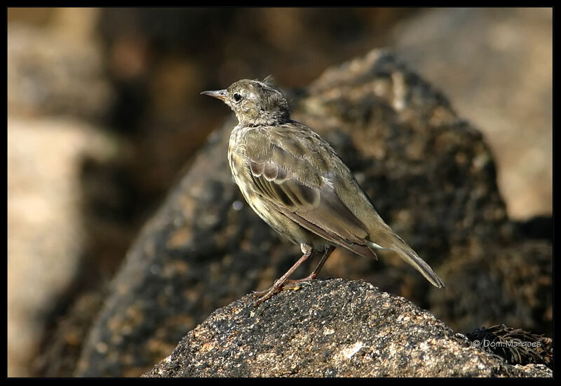 European Rock Pipit, identification