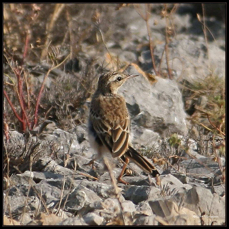 Tawny Pipitadult, identification