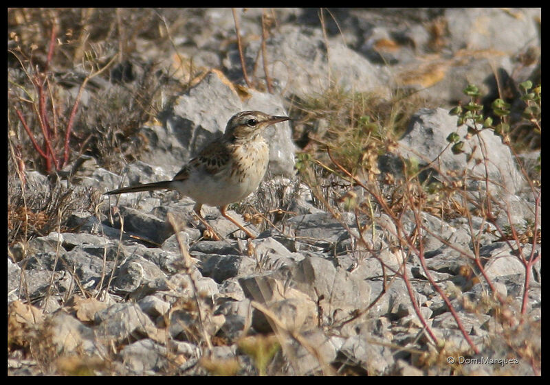 Tawny Pipit, identification