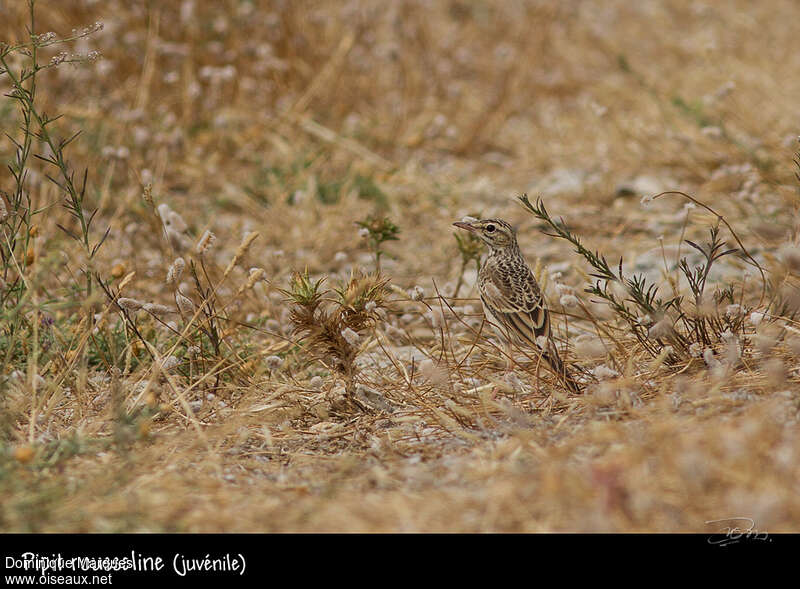 Tawny Pipitjuvenile, habitat, camouflage