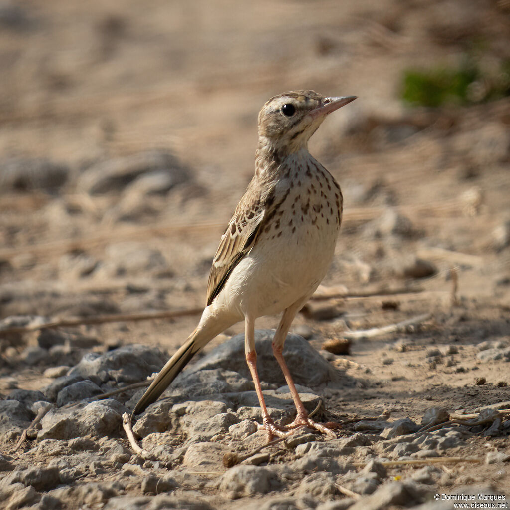 Pipit rousselineadulte, identification