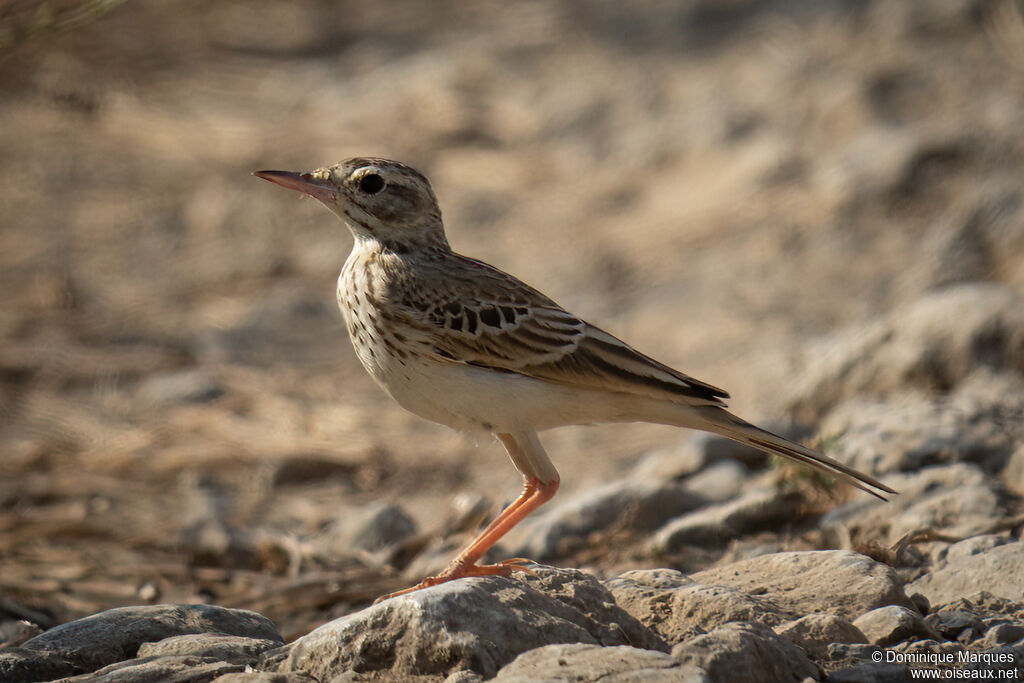 Pipit rousselineadulte, identification
