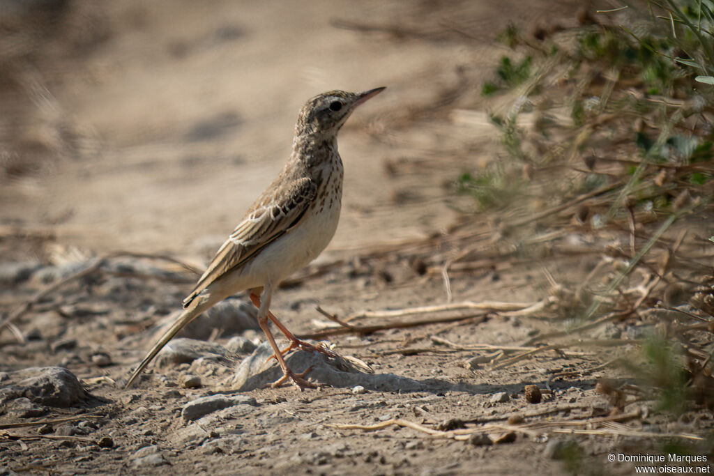 Pipit rousselineadulte, identification