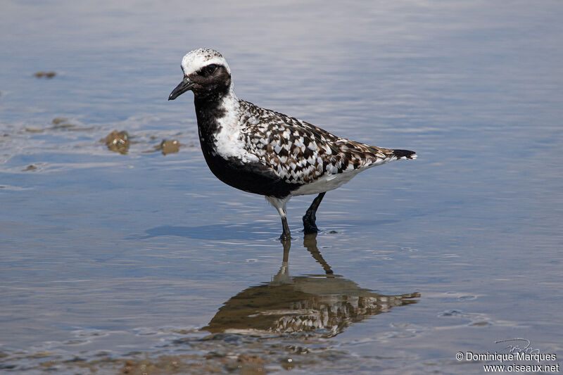 Pluvier argentéadulte nuptial, identification