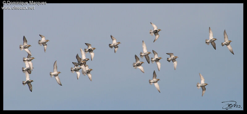 European Golden Ploveradult breeding, Flight