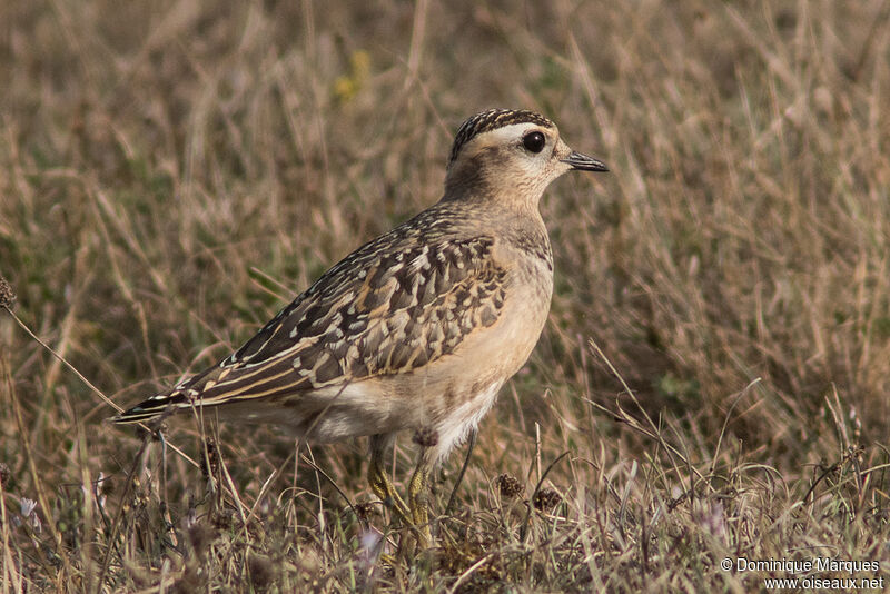 Eurasian Dottereljuvenile, identification