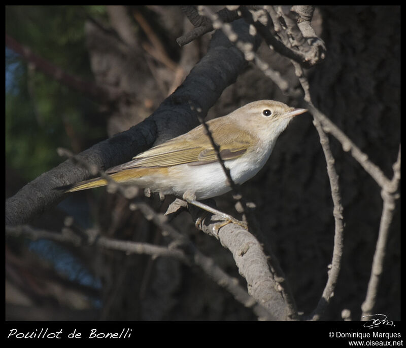 Western Bonelli's Warbleradult, identification