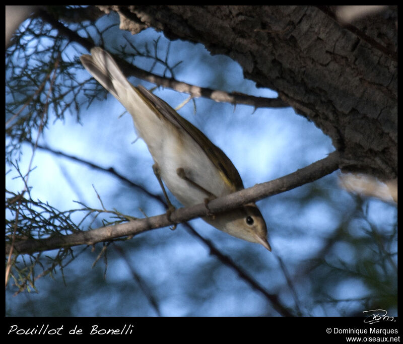 Pouillot de Bonelliadulte, identification, Comportement