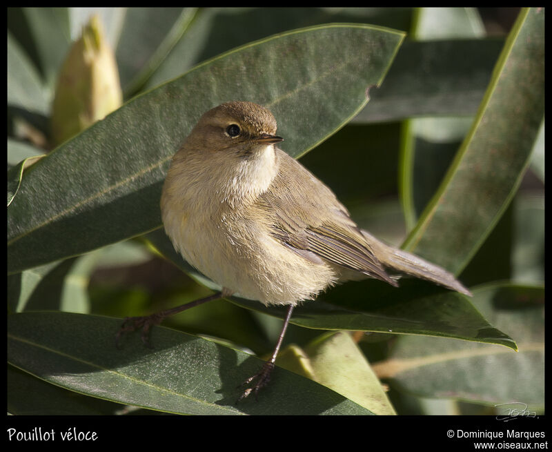 Pouillot véloceadulte, identification