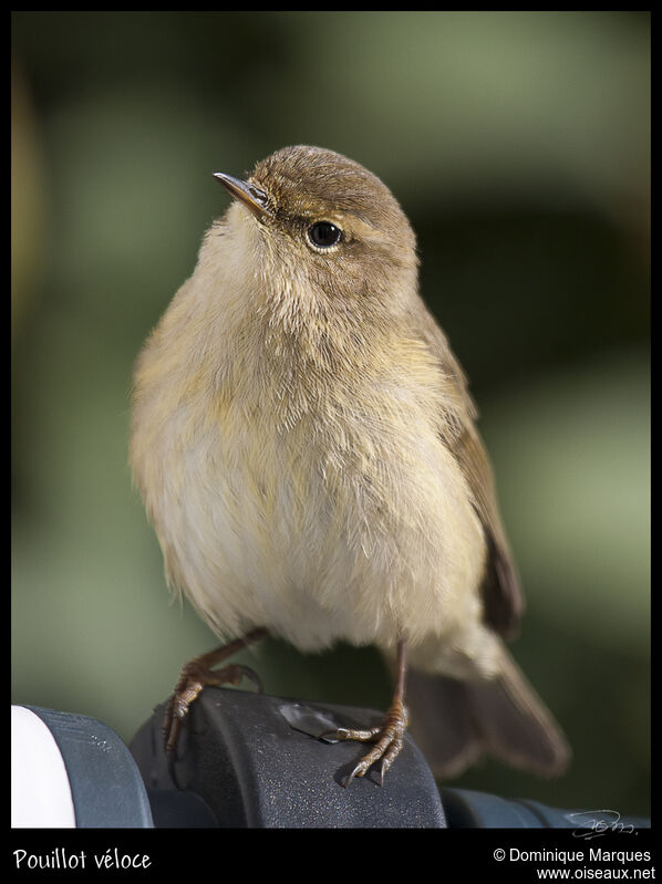 Common Chiffchaffadult, identification