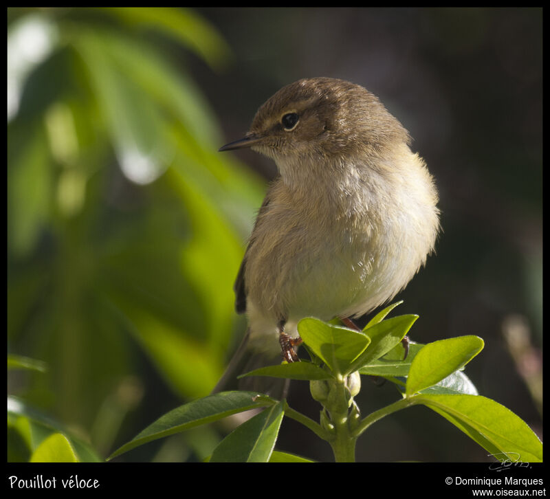 Pouillot véloceadulte, identification