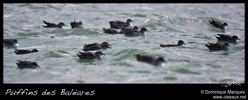 Puffin des Baléares, Comportement