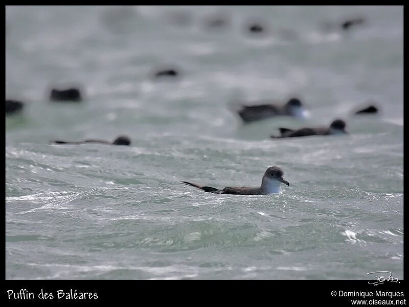 Balearic Shearwater, identification