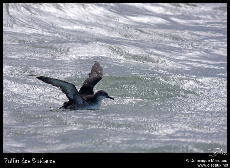 Balearic Shearwateradult, identification