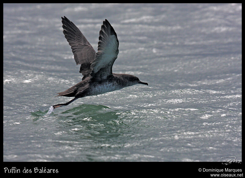 Balearic Shearwateradult, Flight