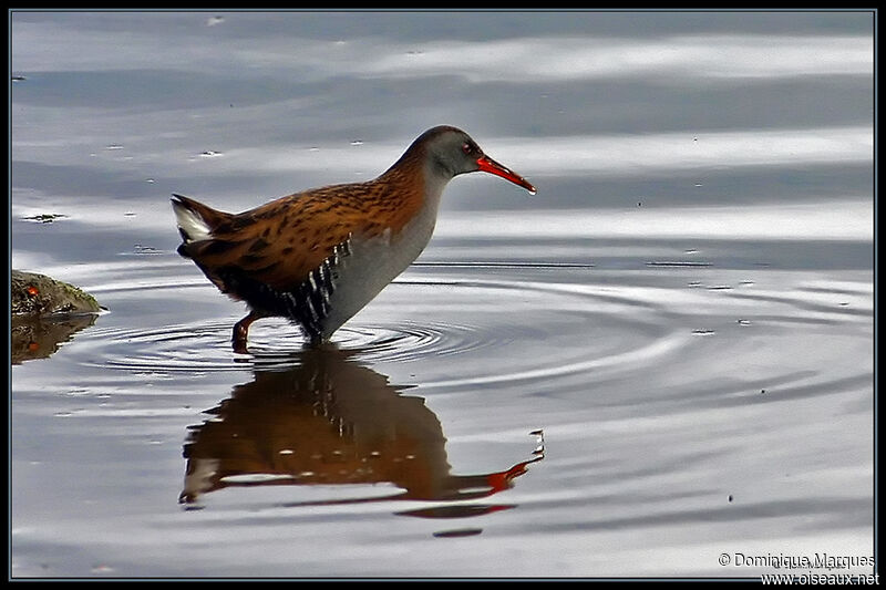 Water Railadult, identification