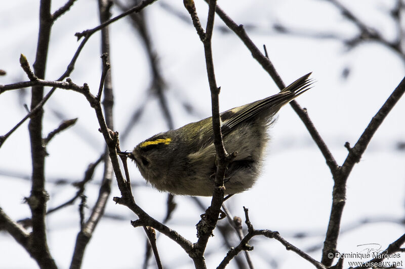 Goldcrestadult, identification