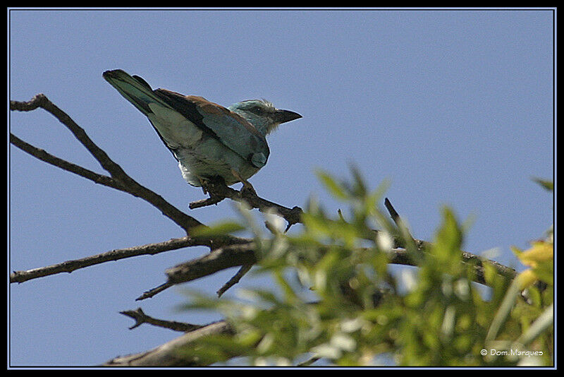 European Rolleradult, identification