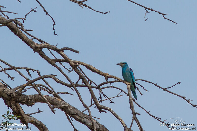 European Roller, identification