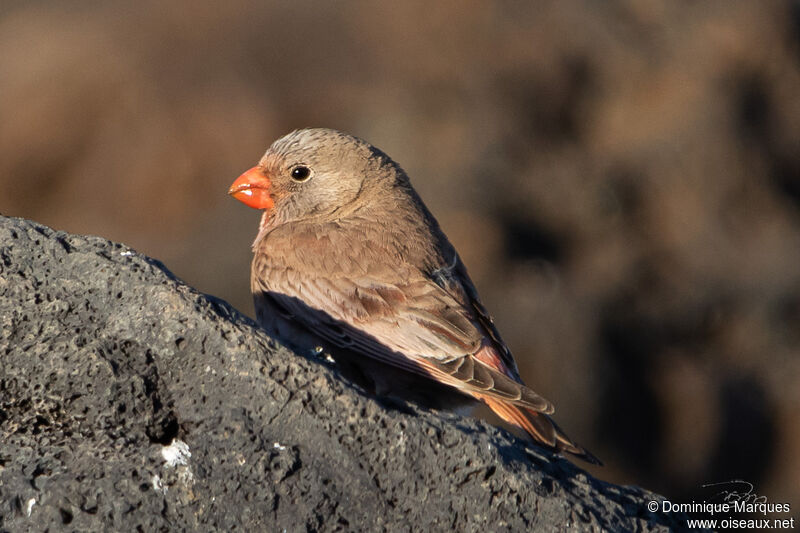 Trumpeter Finchadult, identification