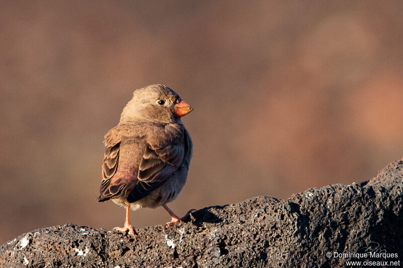 Trumpeter Finchadult, identification