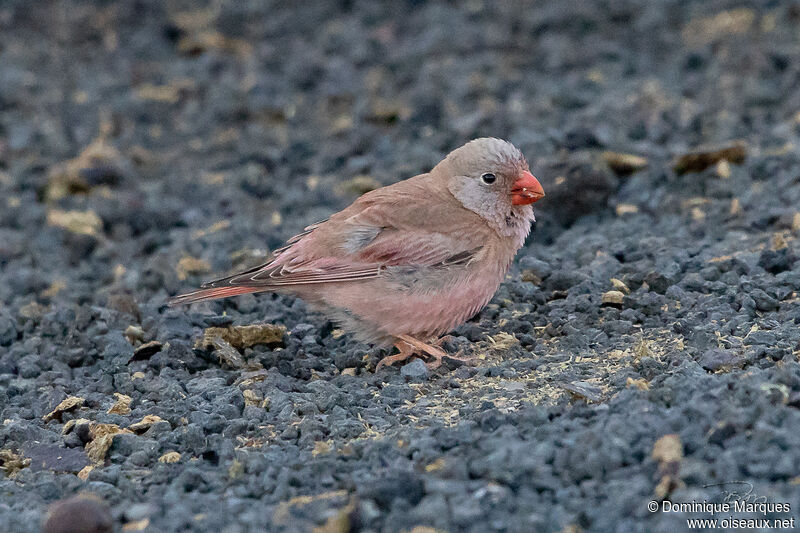 Trumpeter Finch male adult breeding, identification