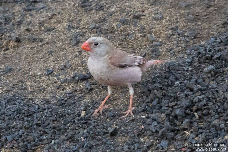 Trumpeter Finch female adult breeding