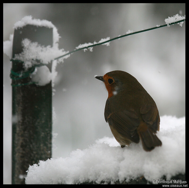 European Robinadult, identification